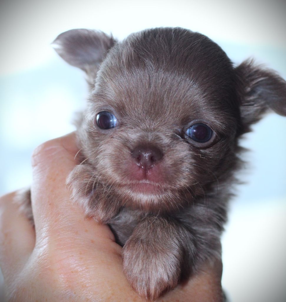 Des Folie's Louise De Vances - Chiot disponible  - Chihuahua