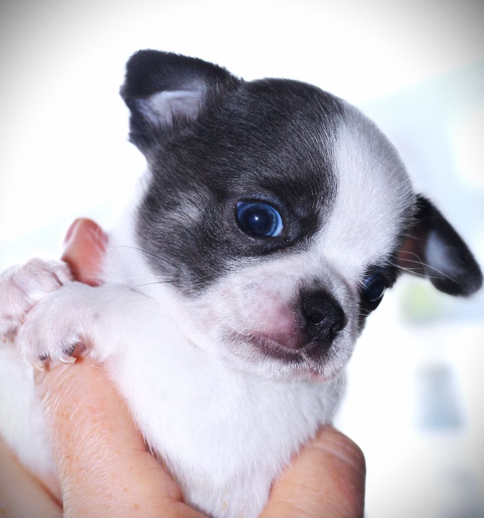 Des Folie's Louise De Vances - Chiot disponible  - Chihuahua