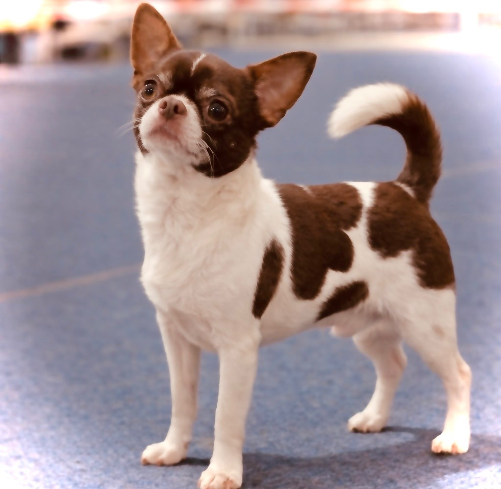 Yin yang chocolate strana elfov