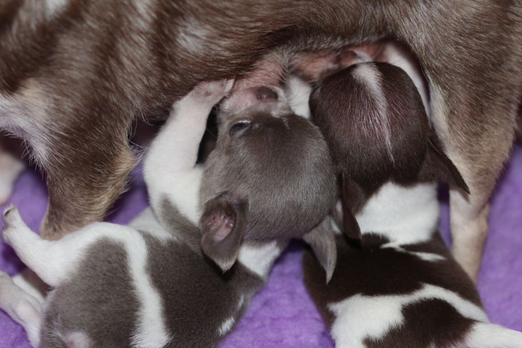 Chiot Chihuahua Des Folie's Louise De Vances
