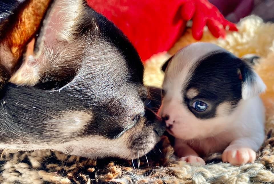 Chiot Chihuahua Des Folie's Louise De Vances